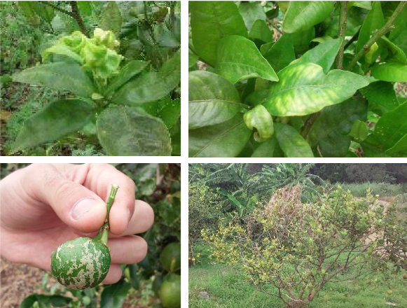 Symptôme du HLB sur flush, feuille, fruit et sur l'arbre