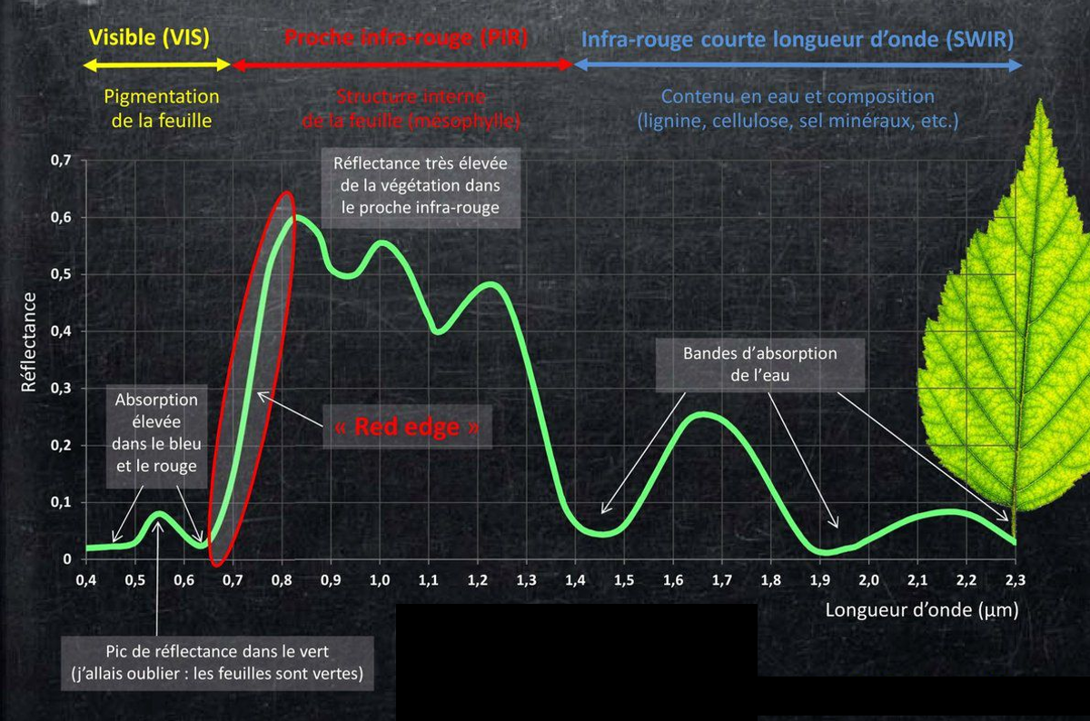Schéma de la variation de la réflectance de la végétation